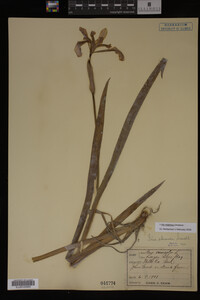 Iris virginica image