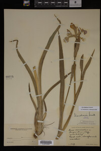 Iris virginica image