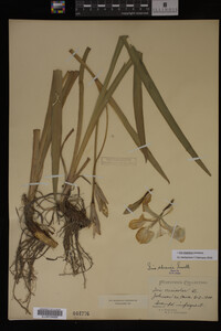 Iris virginica image