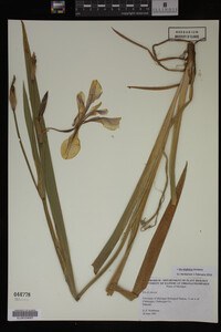 Iris virginica image