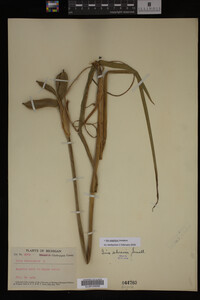 Iris virginica image