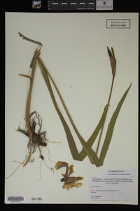 Iris virginica image