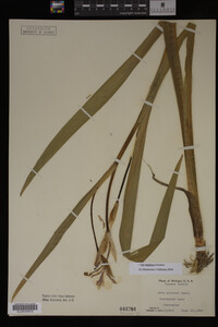 Iris virginica image