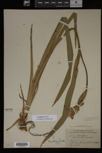 Iris virginica image