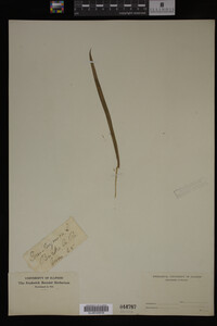 Iris virginica image