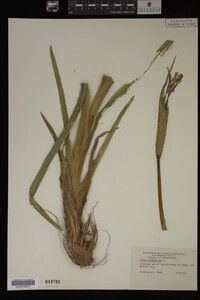 Iris virginica image