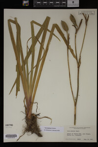 Iris virginica image