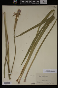 Iris virginica image