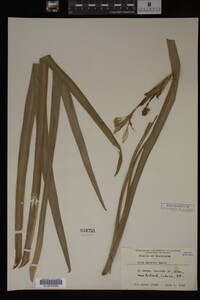 Iris virginica image