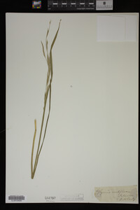 Glyceria acutiflora image