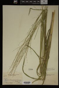 Media resource of Glyceria borealis