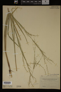 Glyceria borealis image
