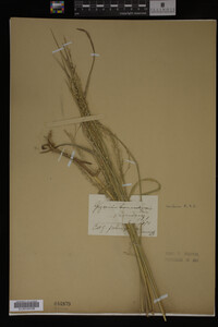 Glyceria canadensis image