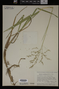 Glyceria canadensis image