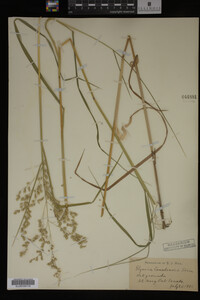 Glyceria canadensis image