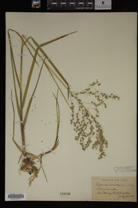 Glyceria canadensis image
