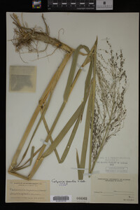 Glyceria grandis image
