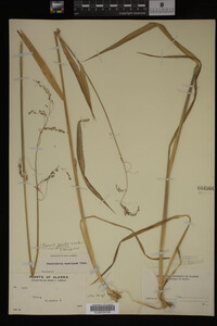 Glyceria grandis image
