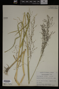 Glyceria grandis image