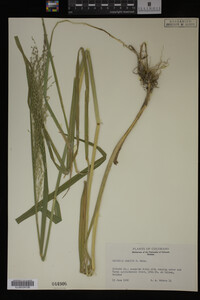 Glyceria grandis image