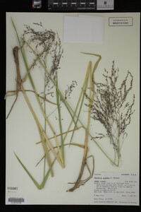 Glyceria grandis image