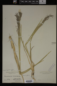 Glyceria grandis image