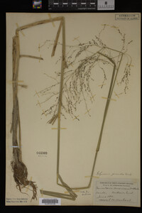 Glyceria grandis image