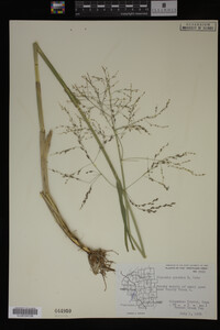 Glyceria grandis image