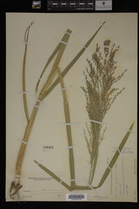 Glyceria grandis image