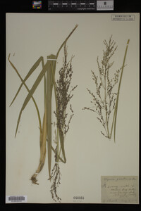 Glyceria grandis image