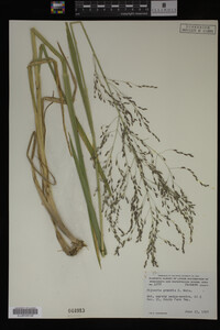 Glyceria grandis image
