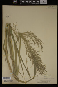 Glyceria grandis image