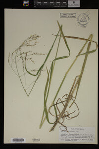 Glyceria grandis image