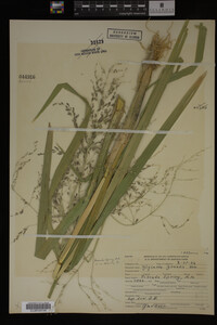 Glyceria grandis image