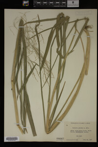 Glyceria grandis image
