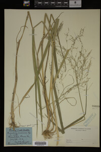 Glyceria grandis image
