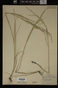 Glyceria grandis image