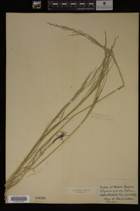 Glyceria grandis image
