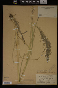 Glyceria grandis image
