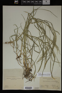Glyceria striata image