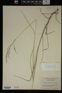 Glyceria striata image