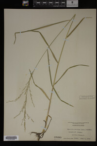 Glyceria striata image