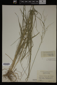 Glyceria striata image