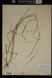 Glyceria striata image