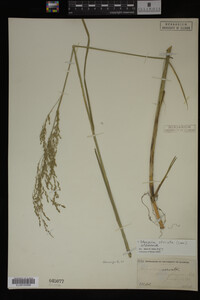 Glyceria striata image