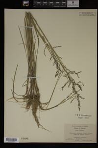 Glyceria striata image