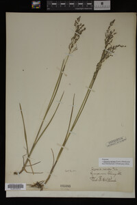 Glyceria striata image
