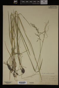 Glyceria striata image