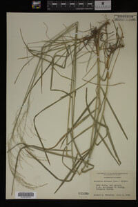 Glyceria striata image