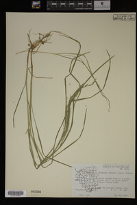 Glyceria striata image